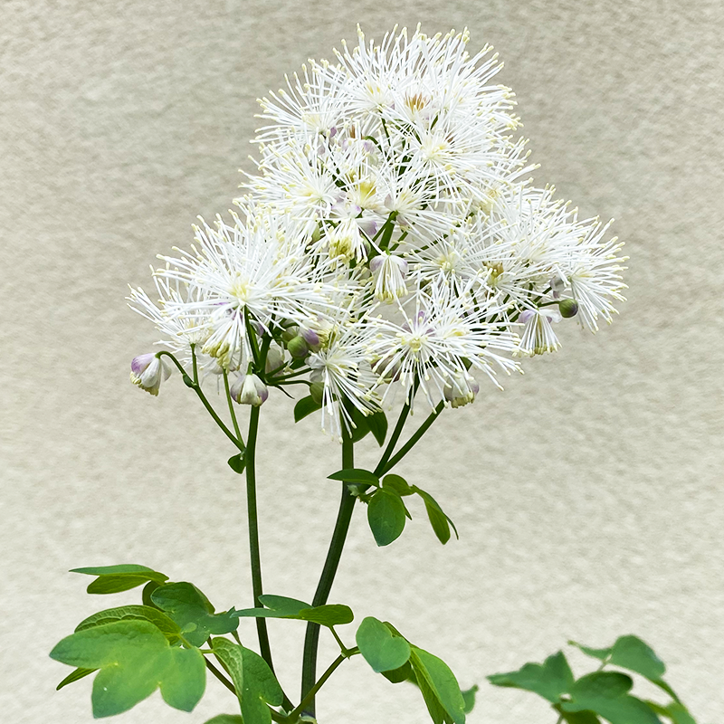 Thalictrum aqui 'Nimbus White' G01