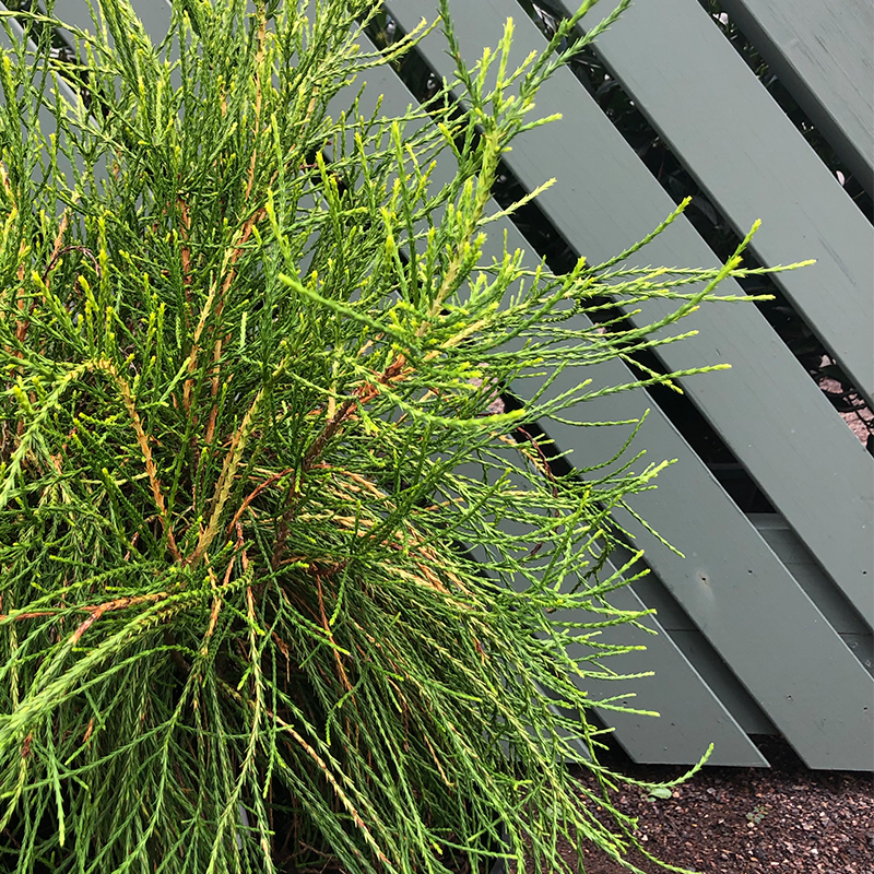 Thuja orien 'Franky Boy' - Bowood Farms
