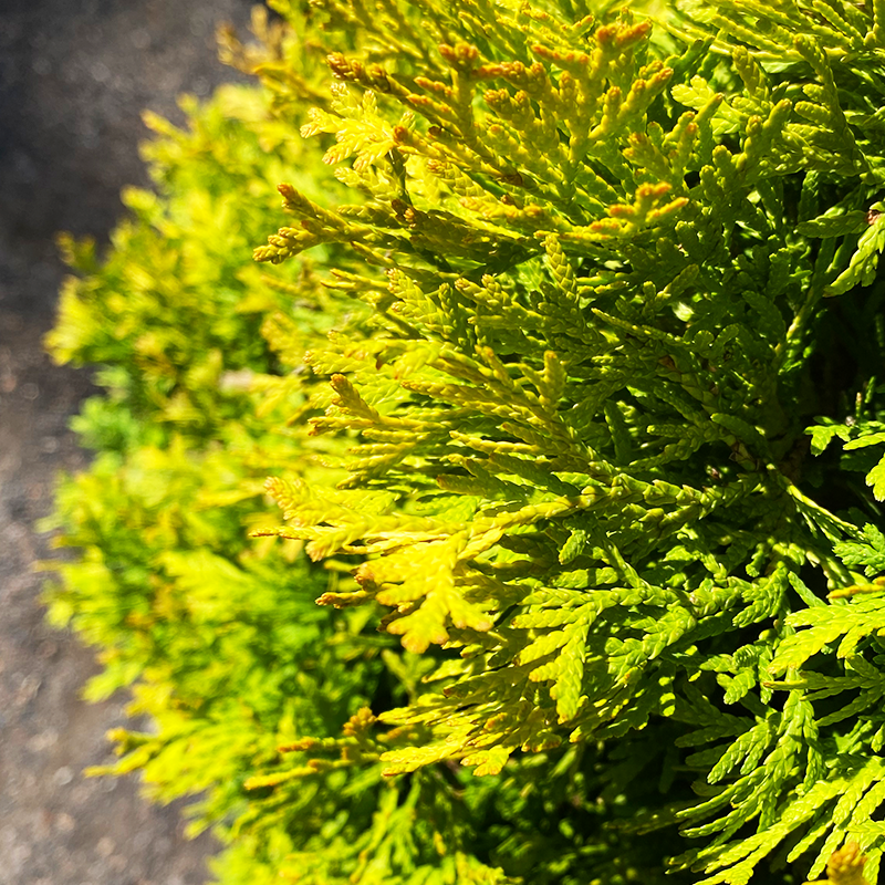 Thuja occi 'Jantar'