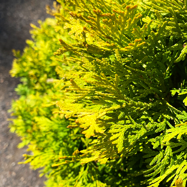 Thuja occi 'Jantar'