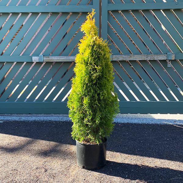 Thuja occi 'Jantar'
