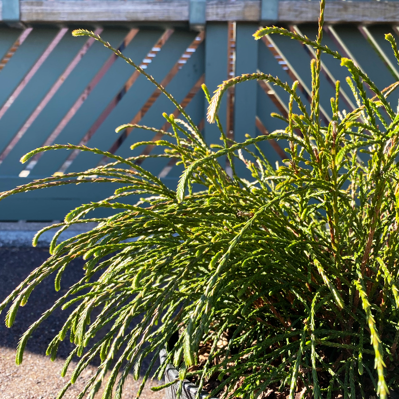 Thuja plica 'Whipcord'