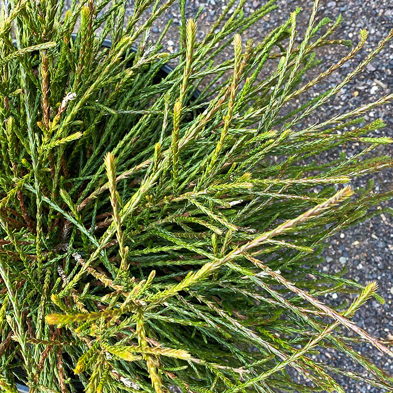 Thuja plica 'Whipcord' - Bowood Farms