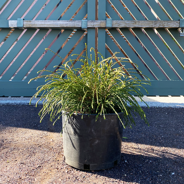 thuja occidentalis whipcord Thuja plica 'Whipcord'