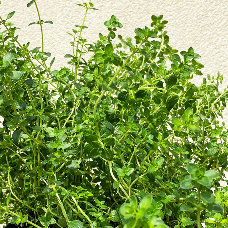 Thymus citriodorus 3.5"
