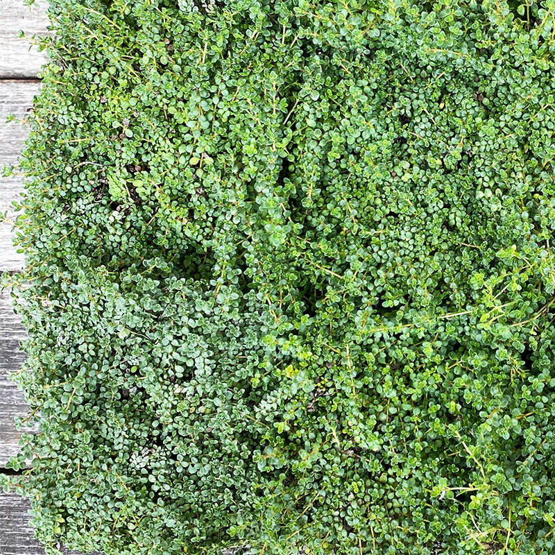 Thymus minus 3.5"