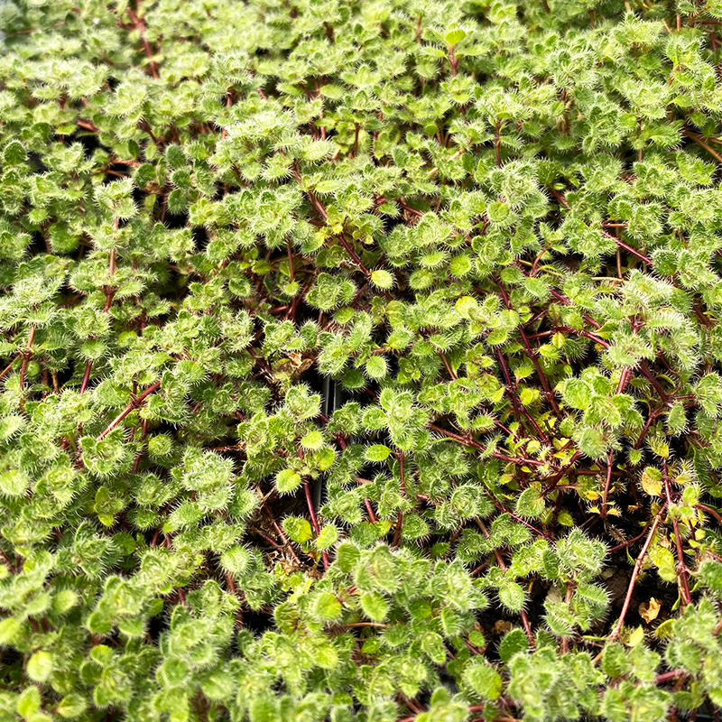 Thymus pseudolanuginosus 3.5"