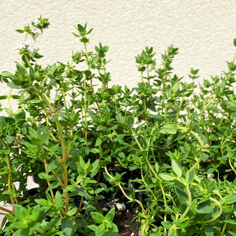 Thymus vul 'French' 3.5"