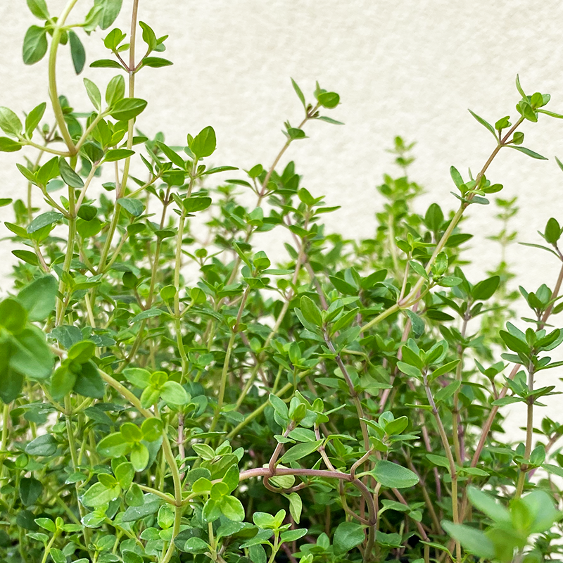 Thymus vulgaris 3.5"