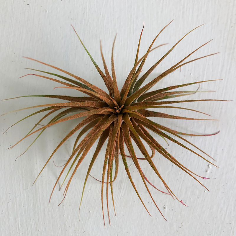 T. Ionantha Orange Enhanced