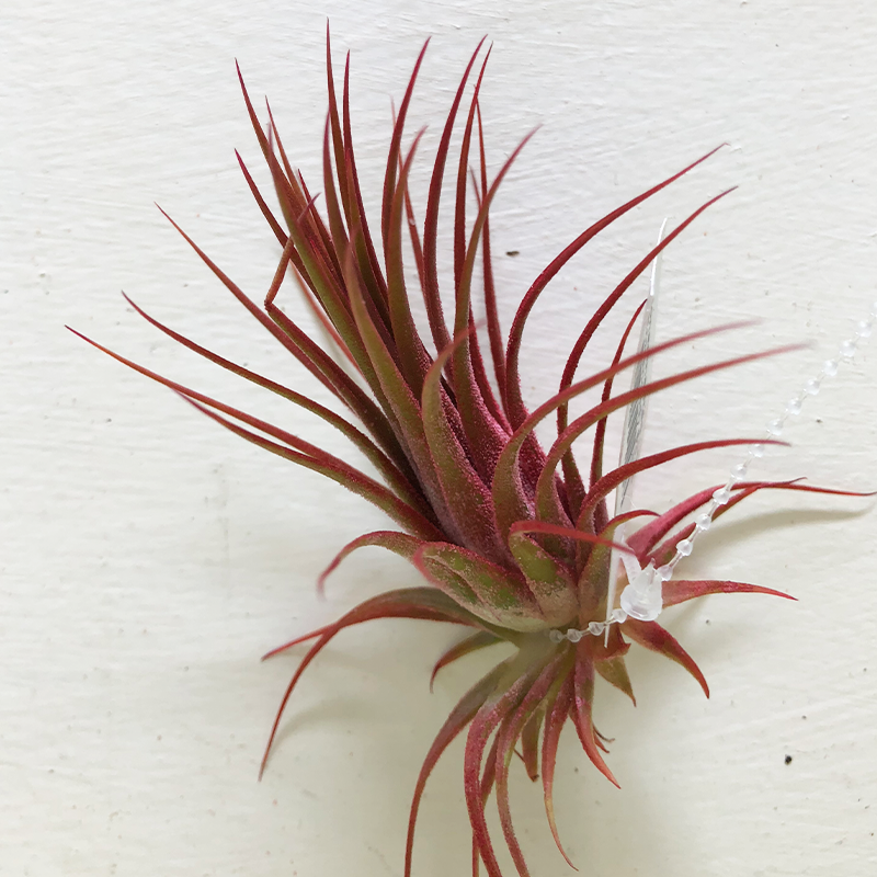 T. Ionantha Red Enhanced