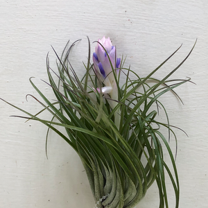 T. Stricta Green Large