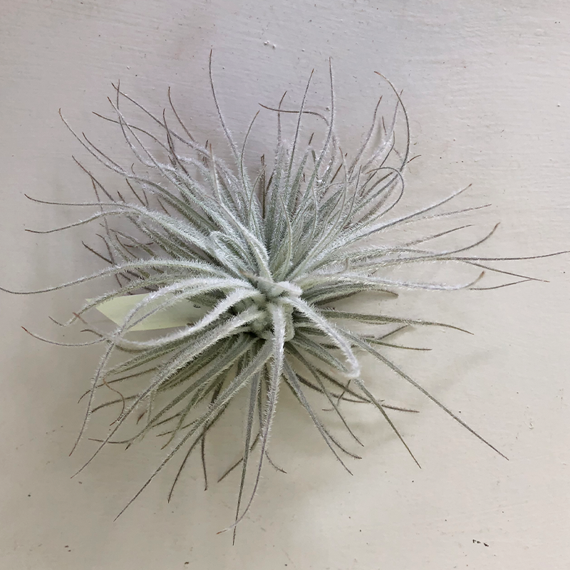 T. Tectorum Medium