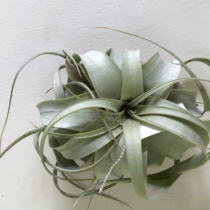 T. Xerographica Mini