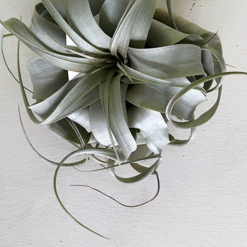 T. Xerographica Small
