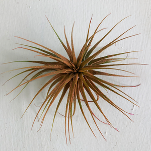 T. Ionantha Orange Enhanced