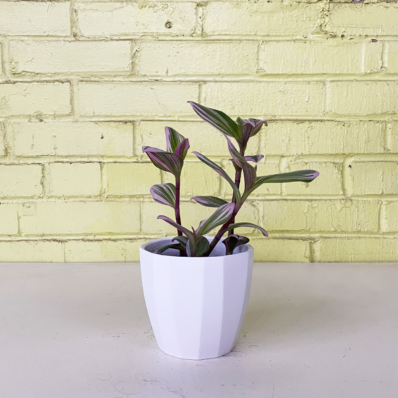 Tradescantia 'Nanouk' 4"
