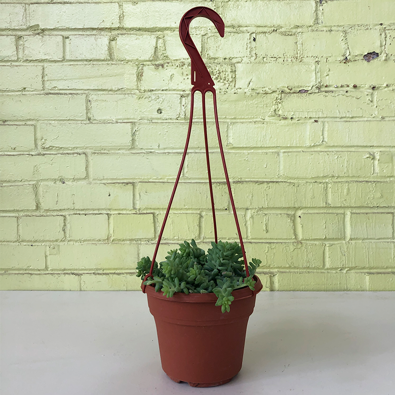 Trailing Burrito 6" Hanging Basket