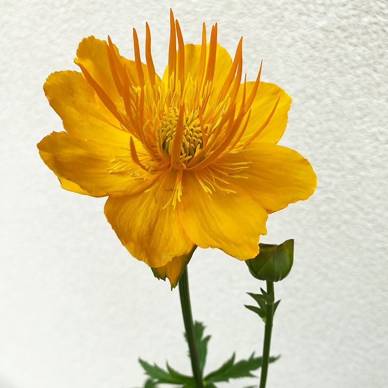 Trollius chin 'Golden Queen' G01