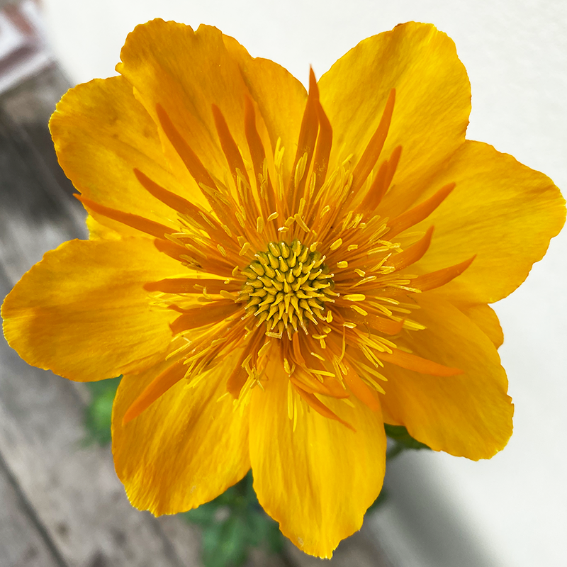 Trollius chin 'Golden Queen' G01