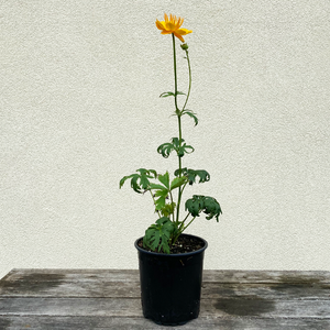 Trollius chin 'Golden Queen' G01