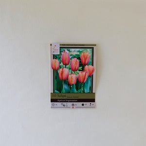 Tulip 'Apricot Impression' Bulb Pk/10
