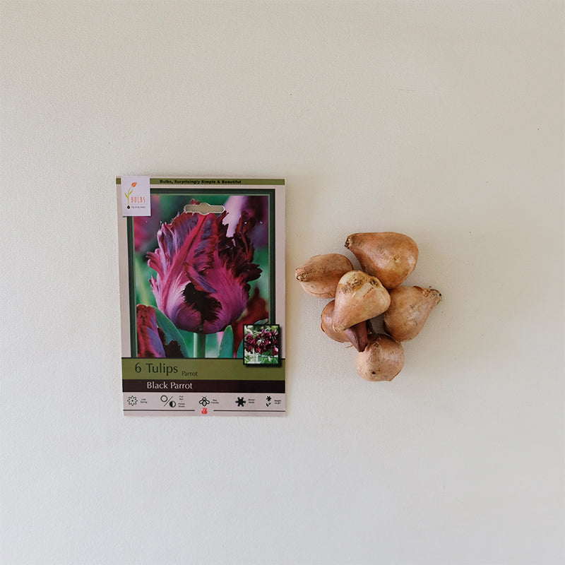 Tulip 'Black Parrot' Bulb Pk/7
