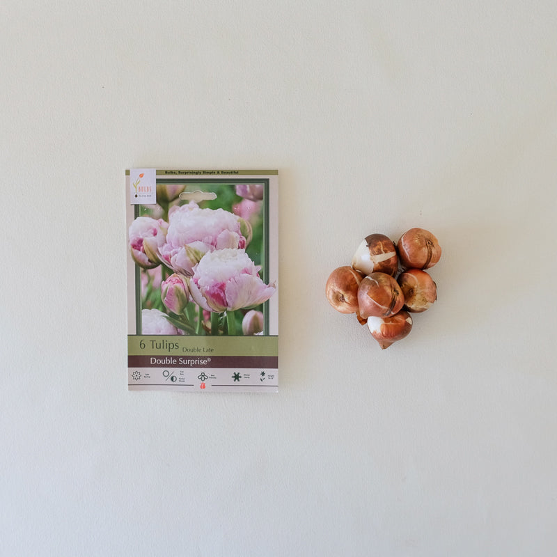 Tulip 'Double Surprise' Bulb Pk/7