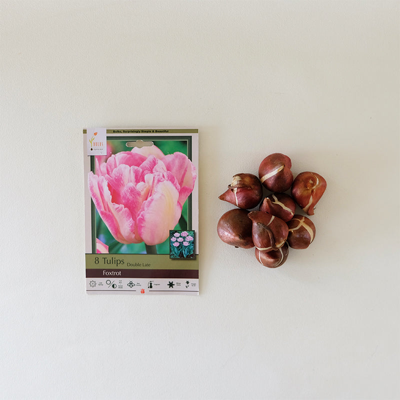 Tulip 'Foxtrot' Bulb Pk/7