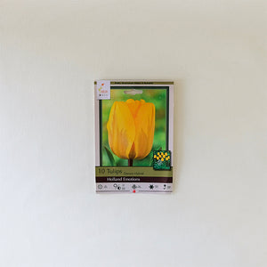 Tulip 'Holland Emotions' Bulb Pk/10