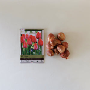 Tulip 'Orange Van Eijk' Bulb Pk/10