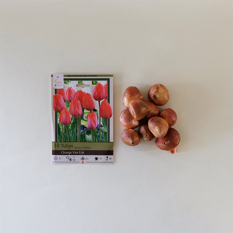 Tulip 'Orange Van Eijk' Bulb Pk/10