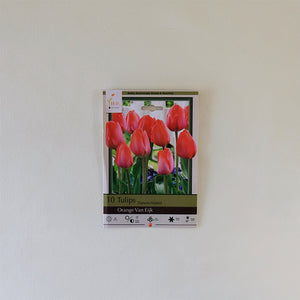 Tulip 'Orange Van Eijk' Bulb Pk/10