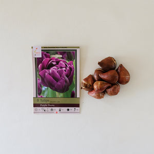 Tulip 'Purple Peony' Bulb Pk/8