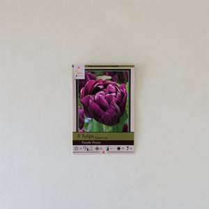 Tulip 'Purple Peony' Bulb Pk/7