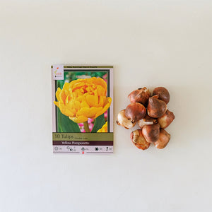 Tulip 'Yellow Pomponette' Bulb Pk/8