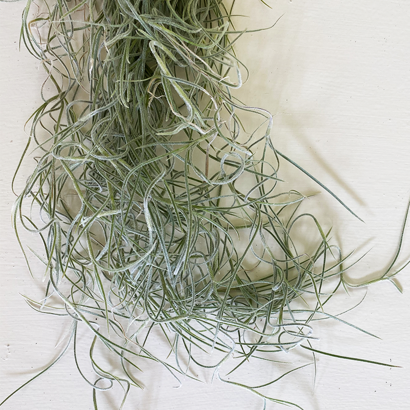 Usneoides Chiapas Bunch