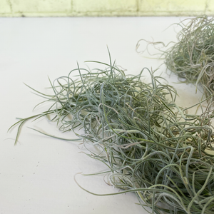 Usneoides Chiapas Bunch