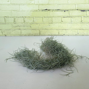 Usneoides Chiapas Bunch