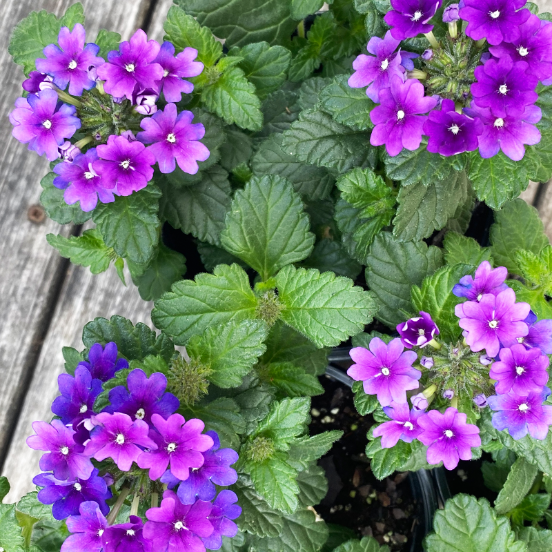 Verbena 'Vanessa Purple' 4"