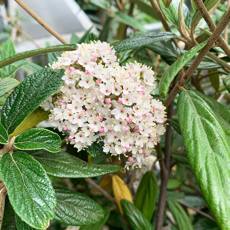 Viburnum Pragense (Kalina pražská, Kaliny Pražské) Viburnum Pragense