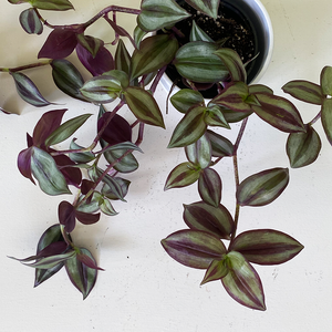 Tradescantia 4"