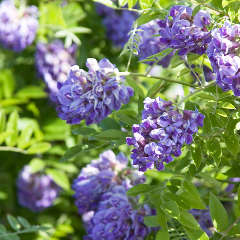 Wisteria fru 'Amethyst Falls'
