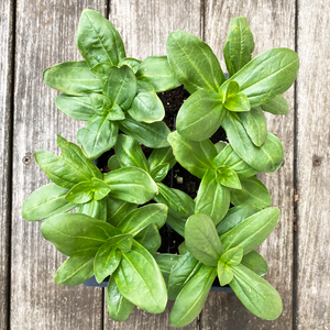 Zinnia Cut and Come Again 6 Pack