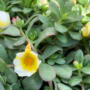 Portulaca 'Lemon Twist' 4"