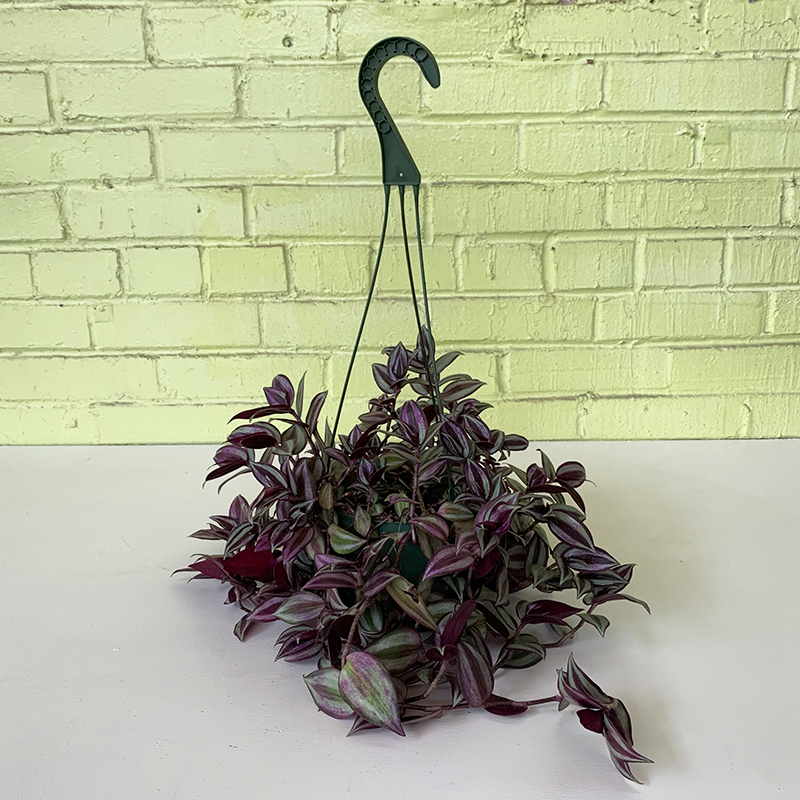 Tradescantia Hanging Basket