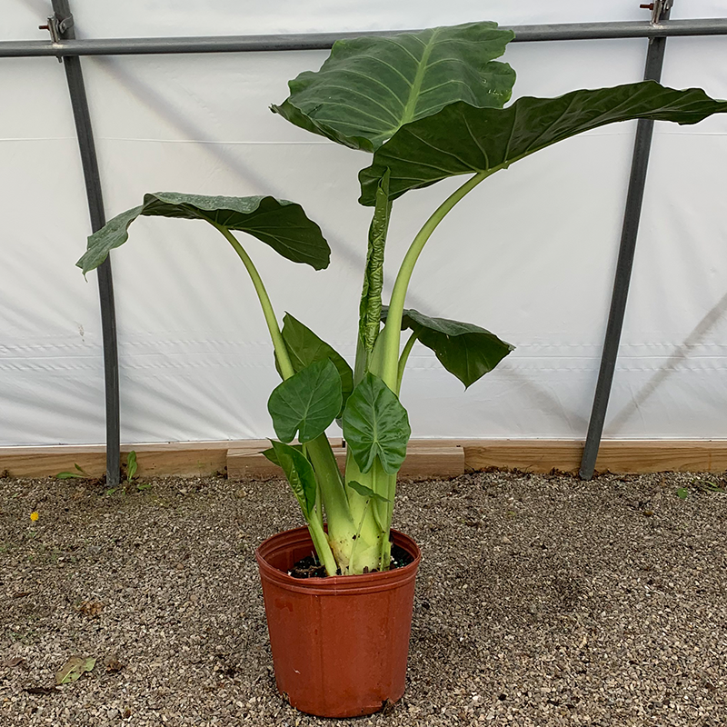 Alocasia 'Borneo Giant' 10