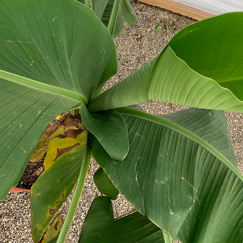 Musa 'Basjoo' 10"