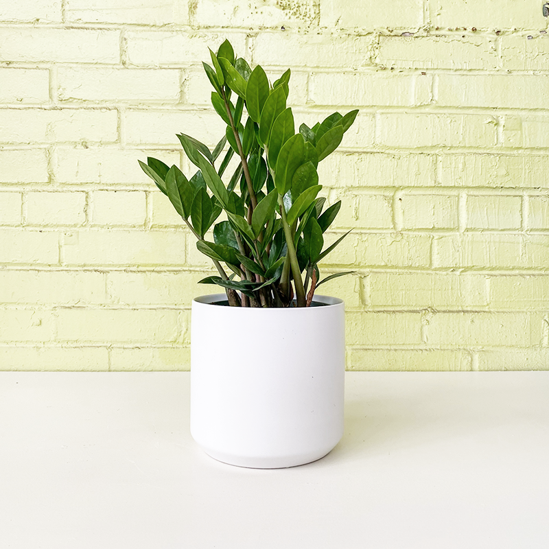 Zamioculcas - Bowood Farms