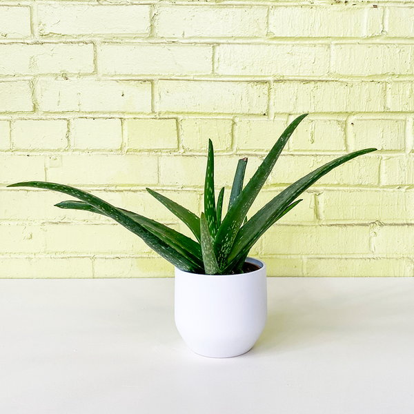 white aloe Aloe vera